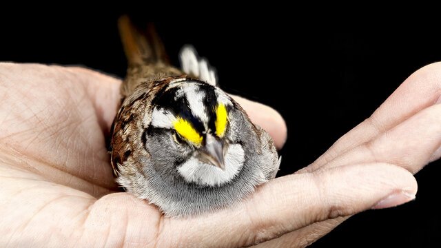 Bird-safe window treatment preventing collisions