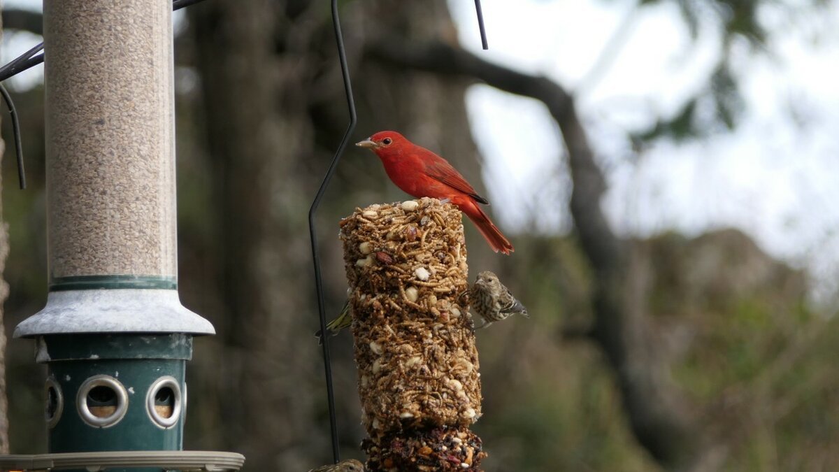 Summer Tanager perched on a seed feeder alongside smaller birds