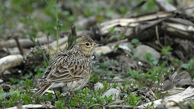 Sky Lark in flight over Saanich Peninsula