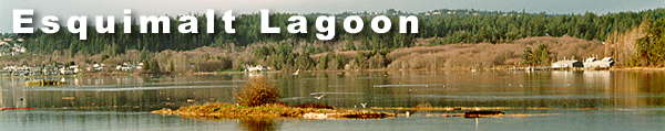 Esquimalt Lagoon Migratory Bird Sanctuary