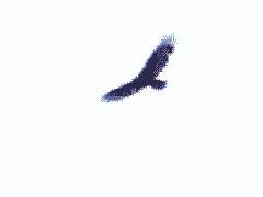 Turkey Vulture animation - Copyright K. Slagboom 1997