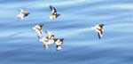 black turnstones